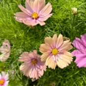 森禾|【波斯菊花種子】 新手陽臺庭院易種花卉 四季開花 花海打造爆花神器 高發芽率室內外盆栽 四季播易活 格桑花海庭院陽