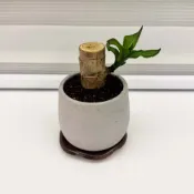 【一畝禾】附手工底盤 巴西鐵樹 素面水泥盆 室內植物 觀葉植物 北歐植物 盆栽 辦公室盆栽 懶人盆栽 花器