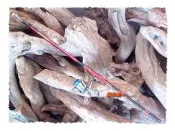 @寵物瘋@~超殺價450天匠磯4號HI-POWER磯釣竿15呎15尺超輕超硬調高彈性碳纖維釣魚竿金屬陶瓷耐腐蝕導線環磯投竿拋竿甩竿釣具