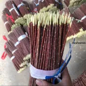 烤肉針🧶 新疆專用燒烤柳枝簽子柳木羊肉串簽紅紅柳大串烤肉批發