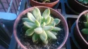 花田厝 多肉植物 ** 紅邊石蓮 (女雛) ** 3吋盆/高5-10cm 抒壓漂亮觀賞好療癒 