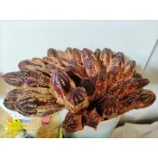 快速出貨 當季桃花心木 隨機附贈品 果軸  內脆片 外硬片 種子旋轉飛機  鳥寶 鸚鵡寶貝 啃咬玩具