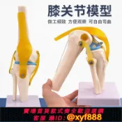 幸福時光館 {可打統編 保固一年}人體膝關節功能模型人體骨骼關節模型膝關節模型膝蓋骨髕骨模型