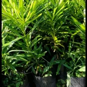 蘭嶼羅漢松  (10棵=$300)高30公分，一箱可置30棵。