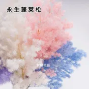 蓬萊松永生花3g裝浮游花材情人節畢業花束乾燥花束花材 台灣現貨出貨 永生花材 乾燥花花禮 壹樓花藝