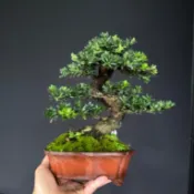 杭家園藝  小品盆栽  綠鑽羅漢松