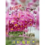 【紅樹林】洋粉 黃金 風鈴木種子~每份/45粒