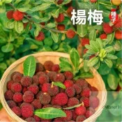 🌱 【楊梅種子大全】水晶楊梅種子東魁楊梅種子早熟楊梅種子黑炭楊梅種子四季種植水果種子庭院盆栽