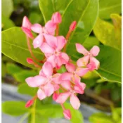 玫森 宮粉仙丹 矮紅仙丹 觀花植物 觀賞用盆栽