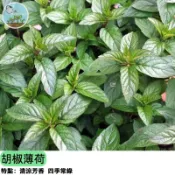 🌿【香草新手必入】胡椒薄荷種子 清涼香氣 泡茶入菜皆宜 驅蟲盆栽 陽台可種 台灣氣候適種 四季播種