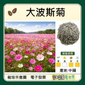 【種子 電子發票】 大波斯菊 種子｜秋冬春播種佳｜花色亮麗｜花海花卉｜大波斯｜空中花園藝世界