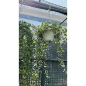霏霏園藝  常春藤大吊盆 花名: 特性:全抹葉片翠綠,悲垂蔓藤性 耐蔭性強,室內半日照均可特價:260元原價360元