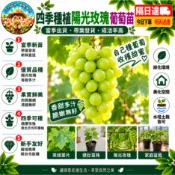 現貨🌹【陽光玫瑰葡萄苗】🌹 四季種植（4吋盆/黑軟盆）/水果葡萄苗/ 帶葉子發貨 / 水果苗/ 農場直發盆栽