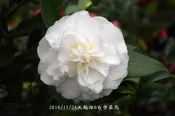 台中茶花- 天鵝湖 - (嫁接茶花) - PP104