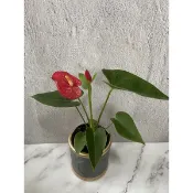 🪴綠植田園🪴紅火鶴 /火鶴/火鶴花/3寸盆/開花植物/觀花植物/觀葉植物