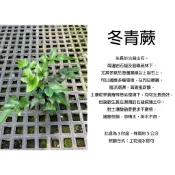 心栽花坊-冬青蕨/全緣貫眾蕨/3吋/蕨類/綠化植物/室內植物/觀葉植物/蕨類/特價50