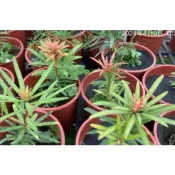 一禪種苗園-嫩葉的紅芽豔麗如花〈紅芽羅漢松〉喬木-5/6吋盆/ANNY/居家綠植/護宅生財