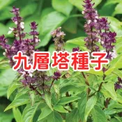 【九層塔種子】本土香草盆栽 新鮮現採 羅勒種子 廚房香料植物 易種植 高發芽率 家庭盆栽 可現採食用 料理調味必備