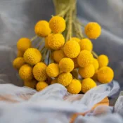 現貨🔺黃金球 乾燥花 金杖球 永生花 乾燥花花束 拍照道具背景 店內裝飾 生日禮物 情人節禮物 居家佈置