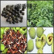 隔日到貨⚡沉香種子（10粒）四季種植 沉香樹種子 海南沉香木樹種子 名貴樹種子 奇楠樹種子 發芽率99% 山地小院種植