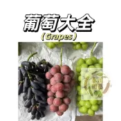 嘉義現貨（ 28款葡萄種子） 巨峰葡萄 日本晴王妮娜皇後 美國進口提子多品種選擇四季易種水果盆栽爬藤水果種子#Grape