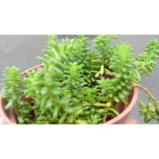 萬年草一盆20元~~
