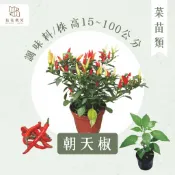 【拈花微笑】朝天椒｜3吋｜菜苗｜料理｜食用蔬菜｜調味料｜烹飪｜有機｜蔬果