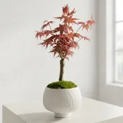 出猩猩楓盆栽｜紅葉盆栽｜日式小品盆栽｜白瓷盆景｜療癒系盆景｜Ohayo Bonsai【葉色現況已轉綠，請先聊聊詢問】