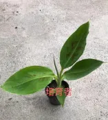 培育者～香蕉苗。矮蕉。矮蕉苗。矮生 抗風