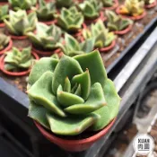 一吋迷你盆【魯貝拉】多肉植物|多肉|景天科｜療癒小物| 組盆|綠手指必備|［Xuan肉園］