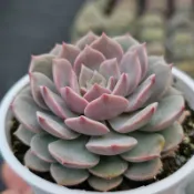 超級春🔥穩根品❤️蘭心花卉多肉園藝