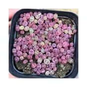 (店+)苔鑽🍀紫李夫人生石花 紫貝殼 紫色系/植株約0.8-1.6公分/多肉植物/觀葉植物/塊根/辦公室小物/家庭植栽/可室內