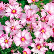 現貨 新種 波斯菊種子（250粒）開花不斷 波斯菊 格桑花種子 野花組合耐寒耐病易養活 室內庭院觀賞 花卉 觀賞植物盆栽