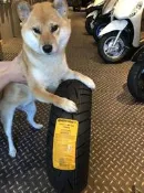 Continental德國馬牌輪胎 馬牌 小馬胎 150/70-13 ★朝幸機車行★ SMAX FORCE 含裝平衡除臘