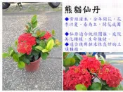 熊貓仙丹【新中港花卉】圍籬 開花 紅 常綠 綠化 擺放 植物