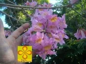 ╭☆東霖園藝☆╮優質樹種( 洋紅風鈴木) 紅花風鈴木   3吋盆30公分 圖3