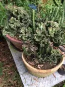 【n0900台灣健立最便宜】2024 麒麟掌含盆 $980 禮拜二出貨 多肉植物 帝錦綴化 玉麒麟掌 麒麟掌（Eupho