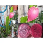 霸王紅肉 大紅 帝王蜜 巨無霸 無刺香蜜 雙色火龍果 泰國黃龍果 金龍果 紅龍果莖 麒麟果 阡插枝條,苗,陸龜可食