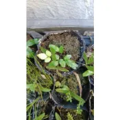 妞妞花園 蕨類植物 稀有 琉球鳳尾蕨 雨林植物 微景觀 2吋盆