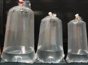阿毅水族(高雄)---15*32圓底活體包裝專用塑膠袋