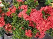 花田水果苗-樹苗-花苗-玫瑰苗-圍籬樹苗((( 細葉仙丹 (紅)) )))- 6吋盆-夏天開花滿樹皆花- 