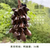 果殼鈴 果殼風鈴 手搖鈴 療癒風鈴 手工風鈴 冥想 掛鈴 印尼果殼掛鈴自然樂器音療手搖鈴包包掛飾禮物果殼搖鈴風鈴