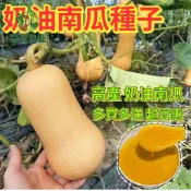 奶油南瓜種子 栗子南瓜 日本南瓜 西洋南瓜 胡桃南瓜 貝殼南瓜 果肉香甜 粉質口感 家庭菜園 爬藤作物 庭院種植 瓜類種