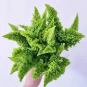 蕾絲蕨盆栽 瑪麗沙蕨盆栽 蕨類 2吋