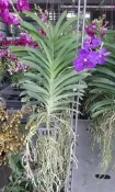 花田厝_蘭花觀賞花卉—萬代蘭(藍紫色)--觀賞價值極高~花期很長/5吋高約30-50cm