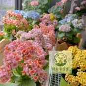（快速出貨）長壽花種籽 超多款顏色 開花 爆花機器 易種植 巴黎重瓣單瓣大花 多年生綠植盆栽
