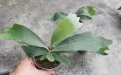鹿角蕨 銀鹿x爪哇(銀哇)（Willinckii x veitchii Silver )