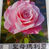花花世界_玫瑰苗--聖母瑪莉亞，Our Lady of Guadalu--開花性優/3.5吋盆/高15-20公分/MA