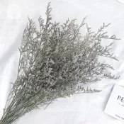 乾燥卡斯比亞 情人草 卡斯比亞 乾燥花 配花 插花花材 居家裝飾 拍照道具