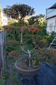 狀元紅盆栽/狀元紅/盆栽（開始開花了）